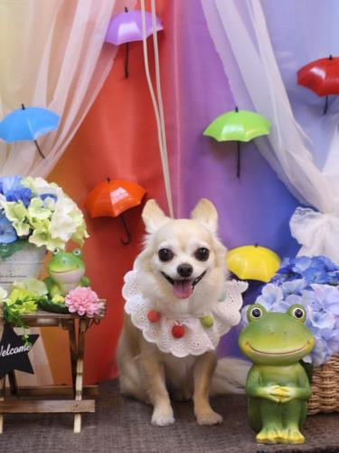 20230615ミルクちゃん